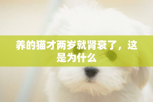 養的貓才兩歲就腎衰了，這是為什么