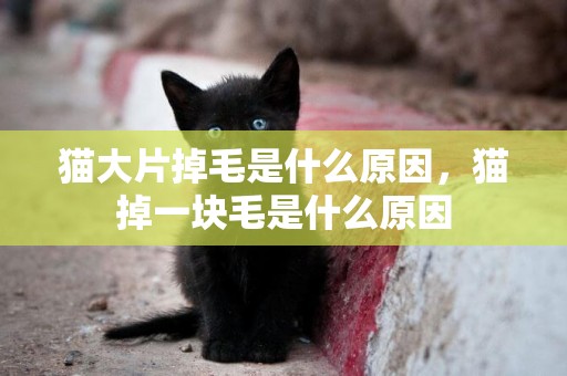 貓大片掉毛是什么原因，貓掉一塊毛是什么原因