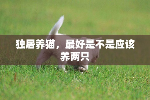 獨居養貓，最好是不是應該養兩只