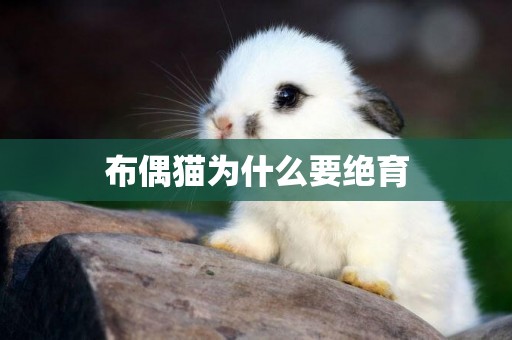 布偶貓為什么要絕育