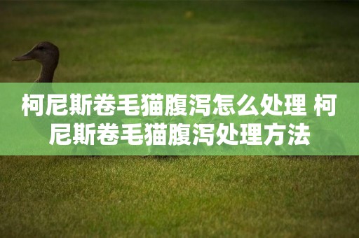 柯尼斯卷毛貓腹瀉怎么處理 柯尼斯卷毛貓腹瀉處理方法