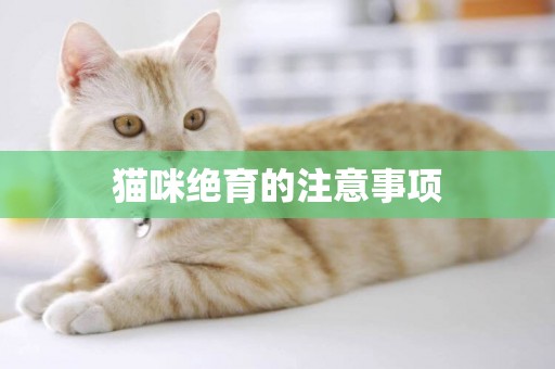 貓咪絕育的注意事項