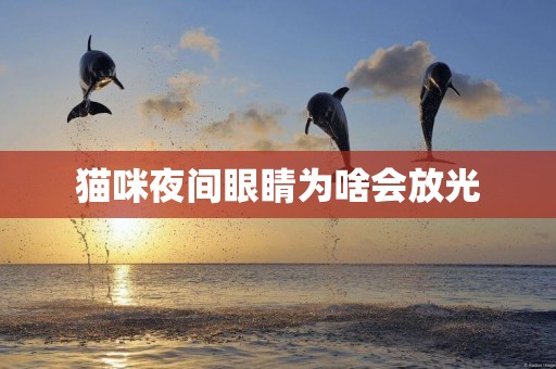 貓咪夜間眼睛為啥會放光