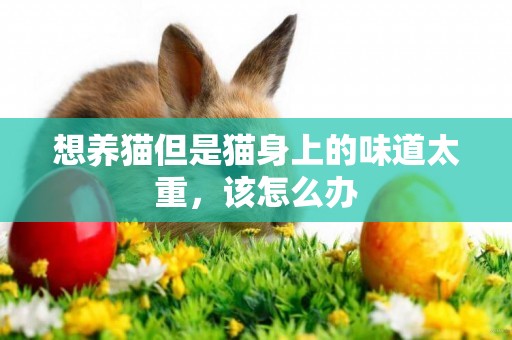 想養貓但是貓身上的味道太重，該怎么辦