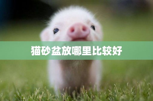 貓砂盆放哪里比較好