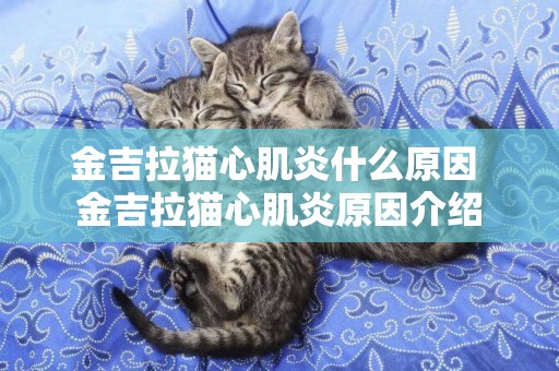 金吉拉貓心肌炎什么原因 金吉拉貓心肌炎原因介紹