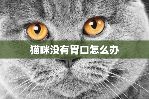 貓咪沒有胃口怎么辦