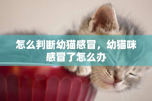 怎么判斷幼貓感冒，幼貓咪感冒了怎么辦
