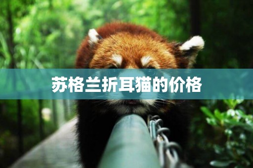 蘇格蘭折耳貓的價格