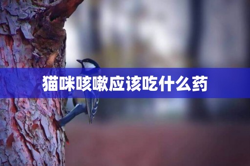 貓咪咳嗽應該吃什么藥