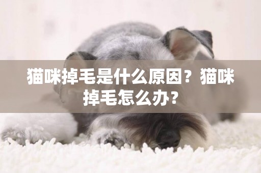 貓咪掉毛是什么原因？貓咪掉毛怎么辦？