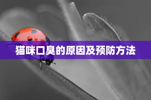 貓咪口臭的原因及預防方法