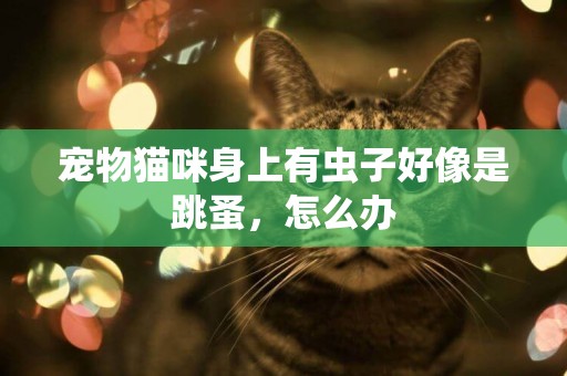 寵物貓咪身上有蟲子好像是跳蚤，怎么辦
