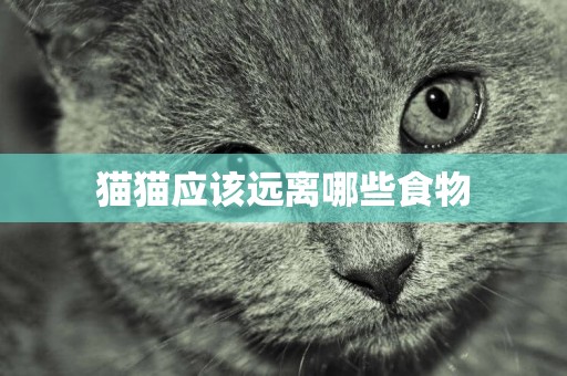 貓貓應該遠離哪些食物