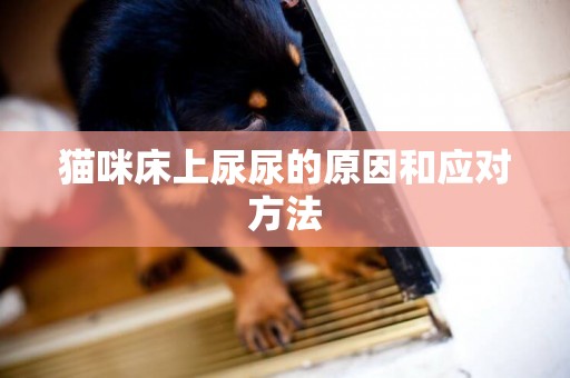 貓咪床上尿尿的原因和應對方法