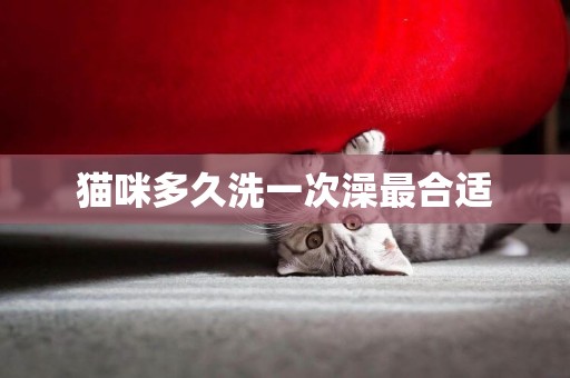 貓咪多久洗一次澡最合適