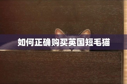 如何正確購買英國短毛貓