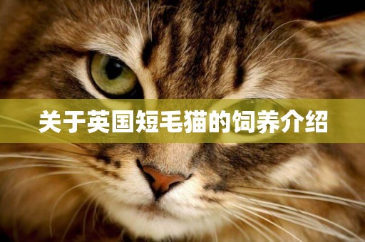 關于英國短毛貓的飼養介紹