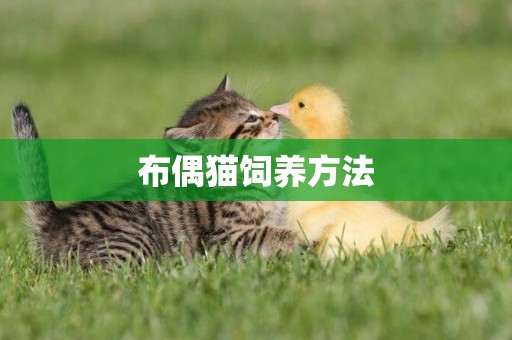 布偶貓飼養方法
