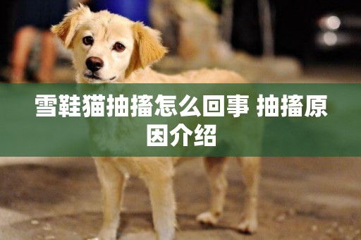 雪鞋貓抽搐怎么回事 抽搐原因介紹