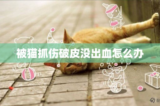 被貓抓傷破皮沒出血怎么辦