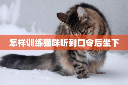 怎樣訓練貓咪聽到口令后坐下