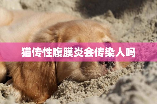 貓傳性腹膜炎會傳染人嗎