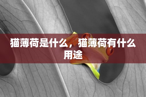 貓薄荷是什么，貓薄荷有什么用途