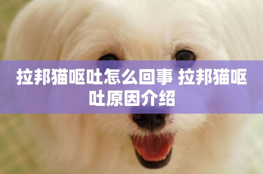 拉邦貓嘔吐怎么回事 拉邦貓嘔吐原因介紹