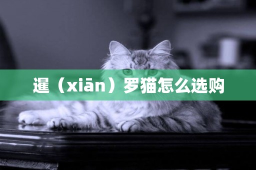 暹（xiān）羅貓怎么選購