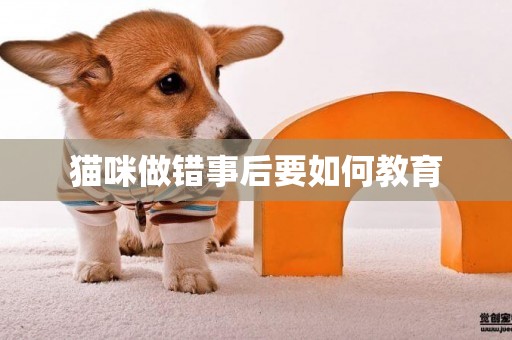貓咪做錯事后要如何教育