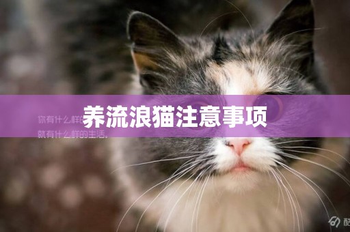 養流浪貓注意事項