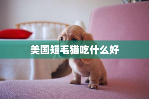 美國短毛貓吃什么好