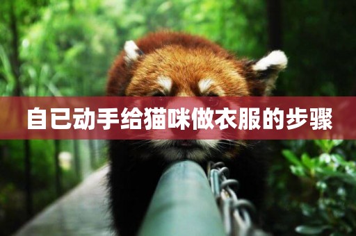 自已動手給貓咪做衣服的步驟