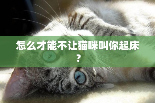 怎么才能不讓貓咪叫你起床？