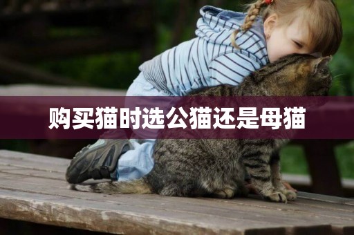 購買貓時選公貓還是母貓