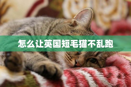 怎么讓英國短毛貓不亂跑