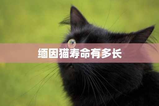 緬因貓壽命有多長