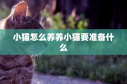 小貓怎么養養小貓要準備什么