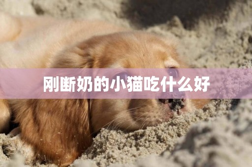 剛斷奶的小貓吃什么好