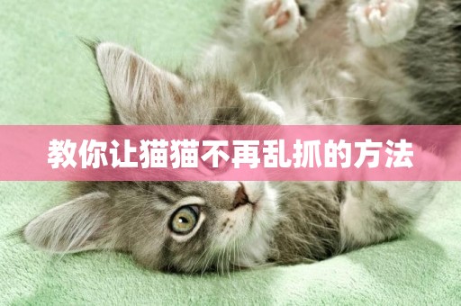 教你讓貓貓不再亂抓的方法
