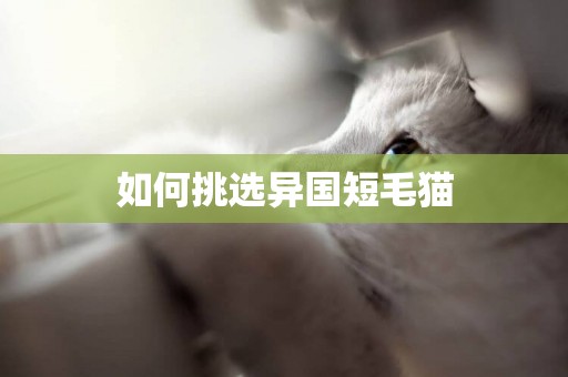 如何挑選異國短毛貓