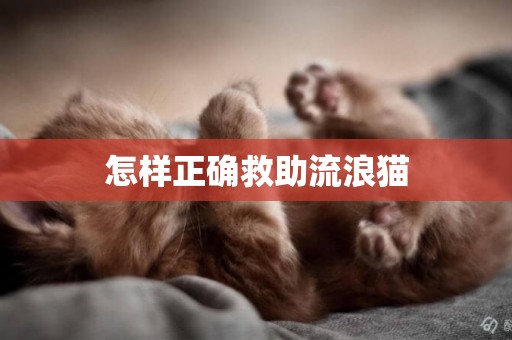 怎樣正確救助流浪貓