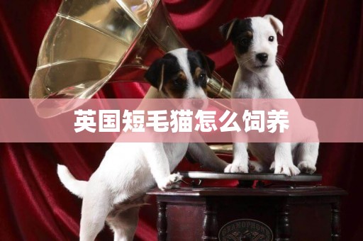 英國短毛貓怎么飼養