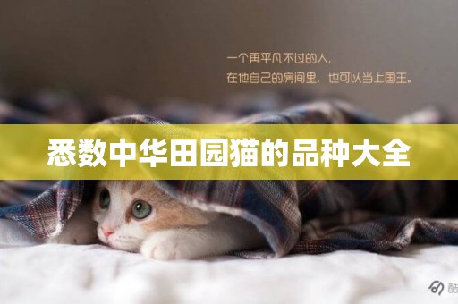 悉數中華田園貓的品種大全
