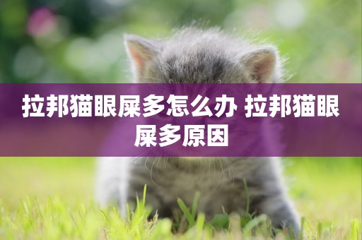 拉邦貓眼屎多怎么辦 拉邦貓眼屎多原因