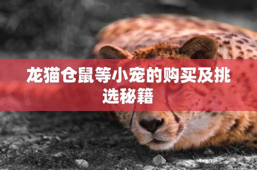 龍貓倉鼠等小寵的購買及挑選秘籍