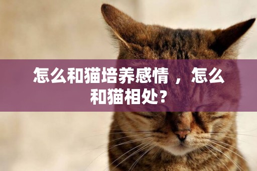 怎么和貓培養感情 ，怎么和貓相處？