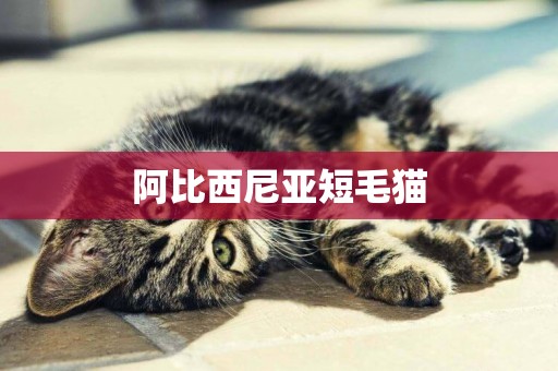 阿比西尼亞短毛貓