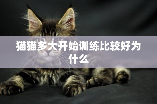 貓貓多大開始訓練比較好為什么